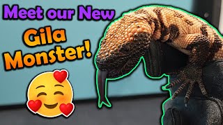 We Got Another Gila Monster!