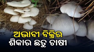 Reporter Special: SHG Members Facing Major Problems In Mushroom Cultivation In Kendrapara |KalingaTV