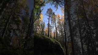 #карелия #север #осень #осеннийлес #gopro13 #shorts#,karelia #природа #nature