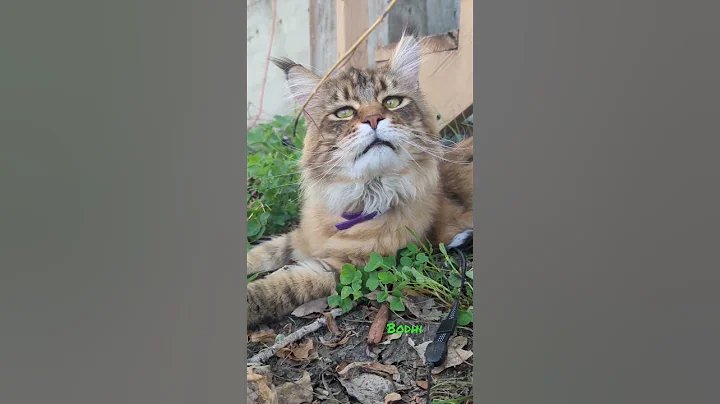 Video 2297581: mainecoon cat kitty, european polydactyl maine coon, maine coon love, cat fish