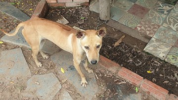 Thanh Lý dàn cái tơ của trại chó phú quốc sài gòn