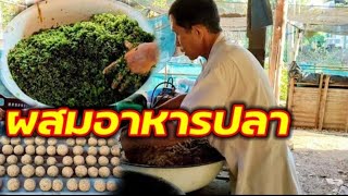 วิธีทำผสมอาหารปลา สูตรง่ายๆประหยัด ลดต้นทุน /วังคีรีฟาร์ม EP.68