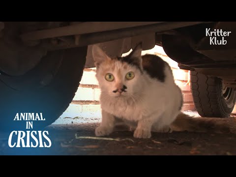 Video: Bagaimana Kucing Dirawat Karena Kanker