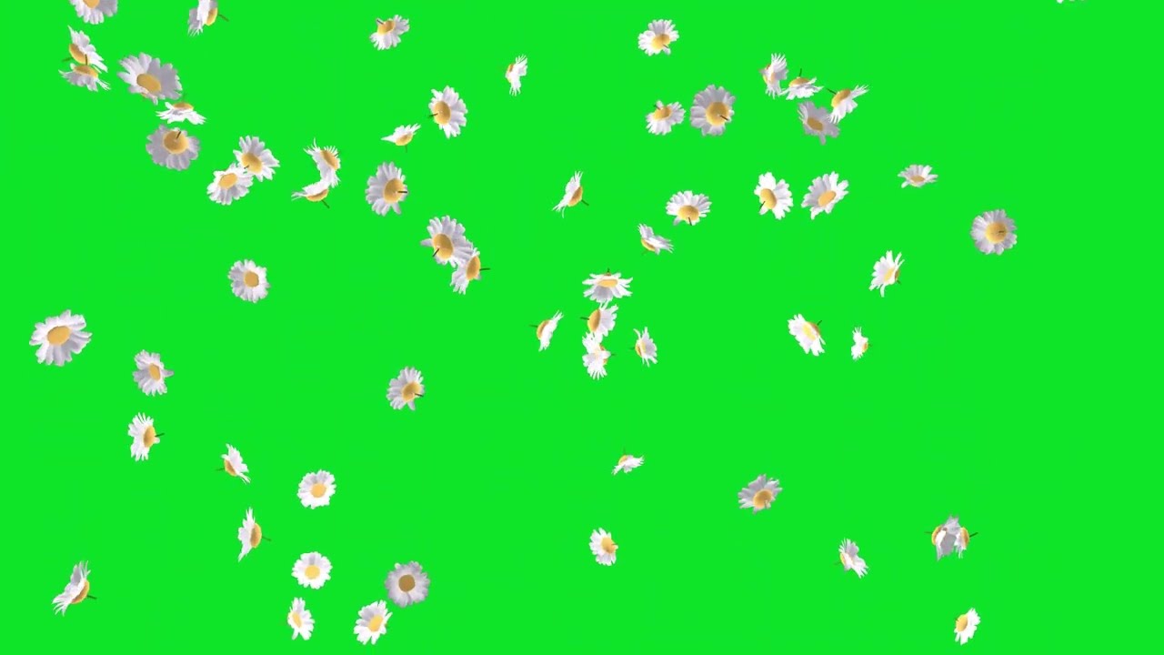 Falling Animation Flowers Green Screen and Black Screen Video No Copyright Footage