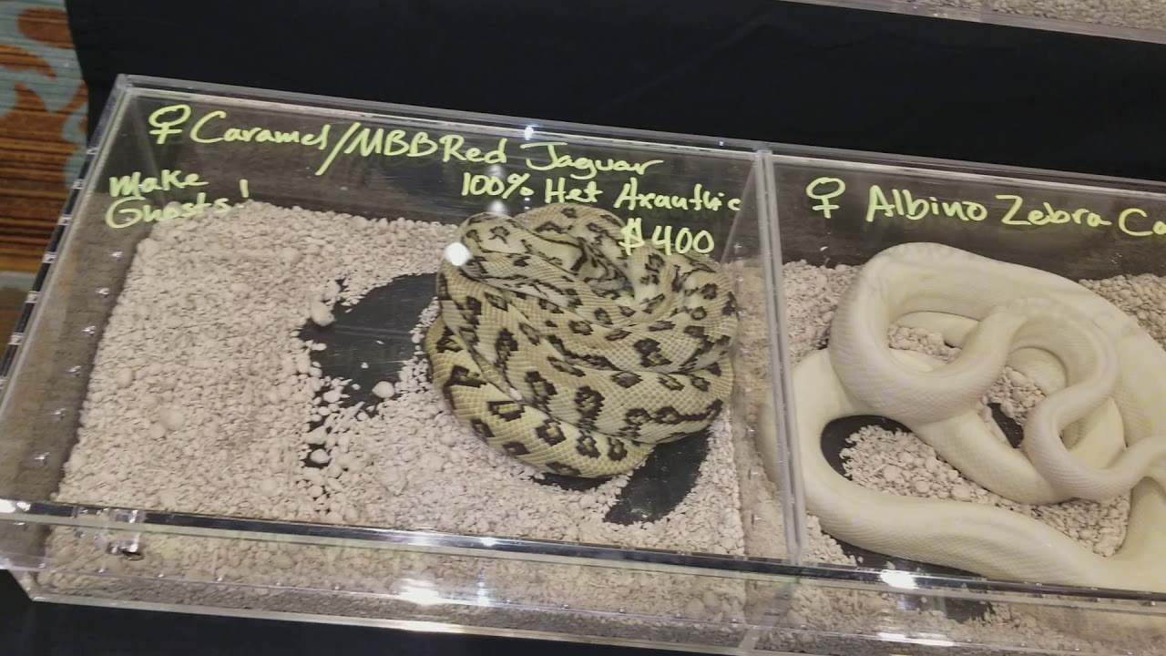 2018' Las Vegas Reptilian Nation Expo pt.1 - YouTube