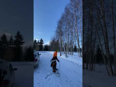 Кронирование берёз.