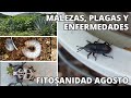 Recorridos de fitosanidad en agaves agosto