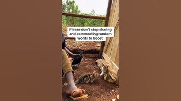 Urgent support is needed towards cats food dear friends, Link in bio for donations #donate #catfood