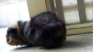 Guinea Pig [07.08.2010]