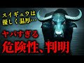 【獣害事件】家族が一瞬で…スイギュウの襲撃が怖すぎる２つの理由
