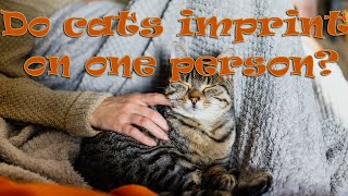 Do cats imprint on one person 🐱❤ Are you the favorite person? by Animals A2Z 200 views 3 years ago 31 seconds