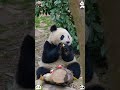 An intelligent panda 🐼 #panda #trending #cute #viral