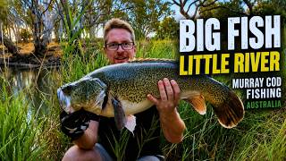 Big Fish, Little River - Murray Cod Fishing Australia