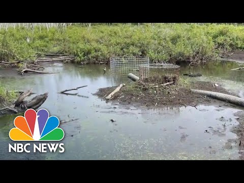 Federal Government Declares Parts Of New England 'Natural Disaster Areas' Due To Dry Conditions