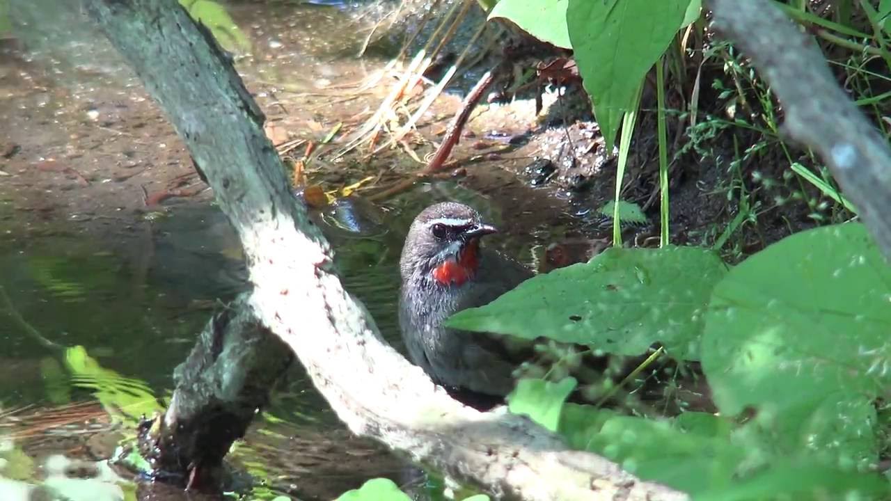 [4K] ノゴマ（3）水浴び（舳倉島） - Siberian rubythroat - Wild Bird - 野鳥 動画図鑑 