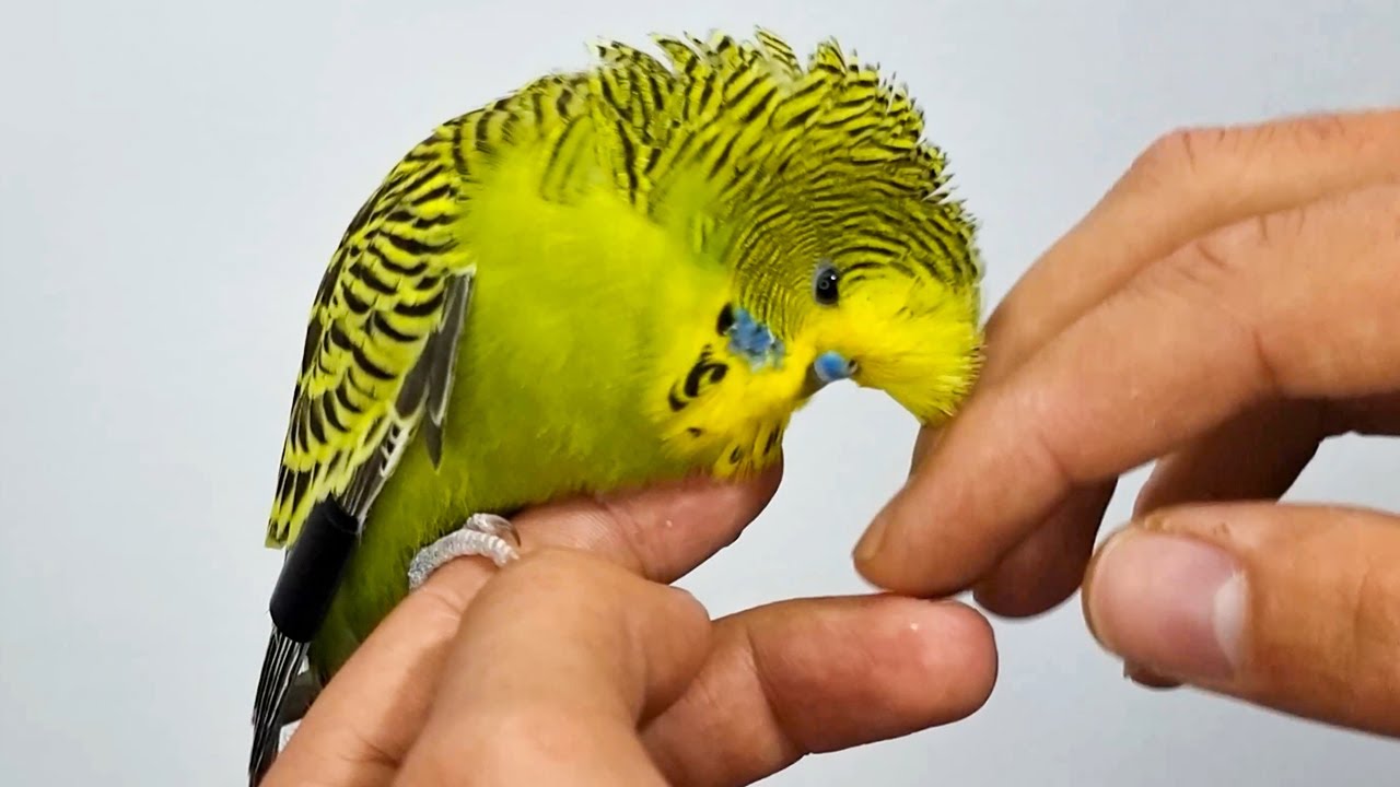 ترويض طائر البادجي الانجليزي ( طيورالحب ) #2 | مملكة الطيور