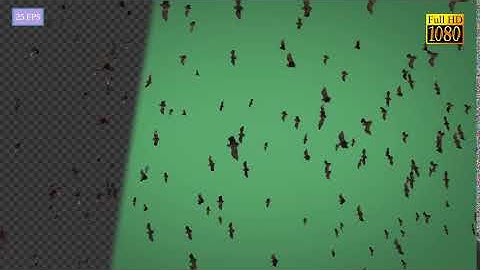 Bat Top | Motion Graphics - Envato elements