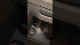 Mochies Food Hideout