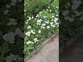 “Stepped outside and the weather was so beautiful #sweden#villagevibes#nature#shorts