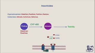 Ch 2 2   DIrect and indicet acting cholinomimetics