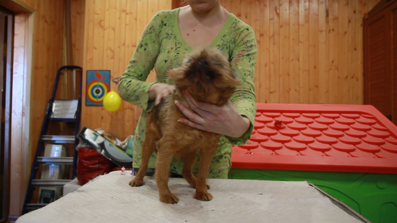 Габи Файер Флэш 15 лет брюссельский гриффон