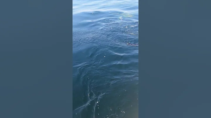 Daytona Fishing Trip - Shark Vid