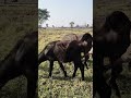 barreni kattesthanike pothunnam mawa #trending #funny #trendingshorts