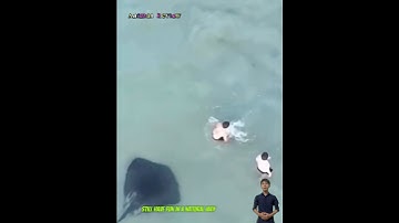 Cá đuối to áp sát tới và hỏi thêm hai người đàn ông đang tắm biển