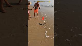 Risky Rescues: Saving Most Poisonous Sea Snakes From Shore 😱