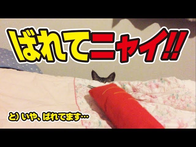 人間と猫、チラ見の応酬！〜Cats and humans see them secretly！〜