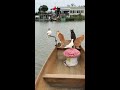 Daily life of cats 猫の日常生活 2026-04-29 09:35:26 2026-04-30 10:34:01