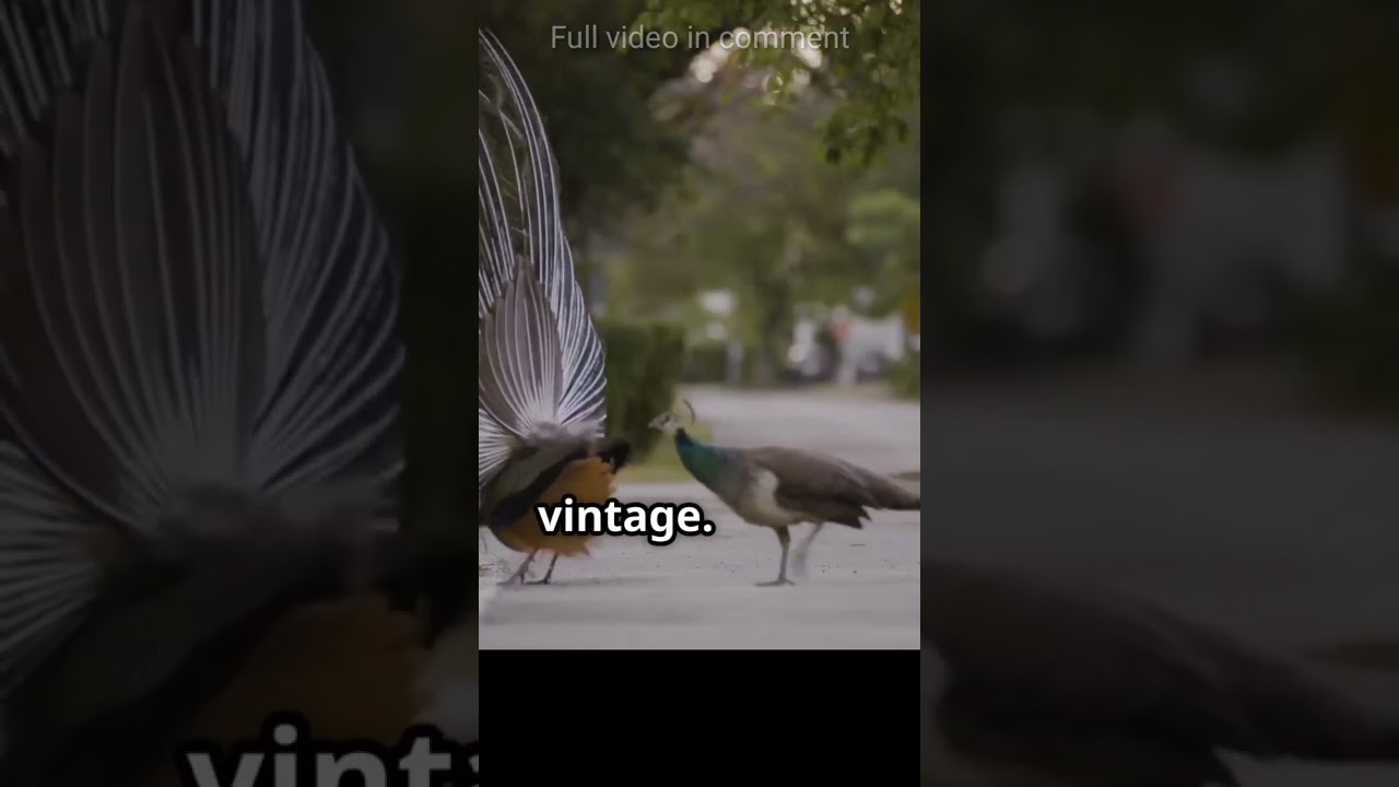 peacock english sentence