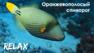 СПИНОРОГ оранжевополосый в Красном море // BALISTAPUS UNDULATUS in Red sea (Relax)