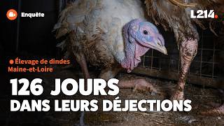 Viande de dindes Carrefour Simpl : des conditions d'élevage extrêmes