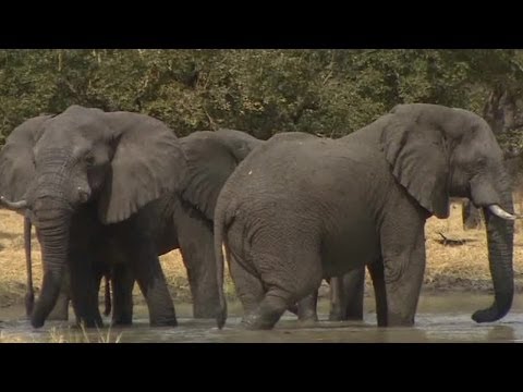 Vídeo: Docenas De Elefantes Asesinados Por Sus Colmillos En Un Incidente De Caza Furtiva Masiva En Botswana