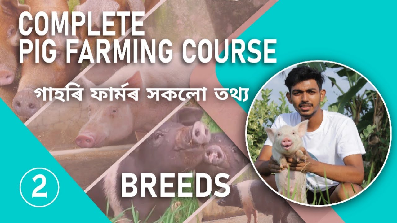 Pig Farming Course EP-2 (BREEDS) | Details about Pig Breeds |