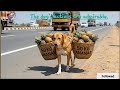 The dog's actions are admirable.