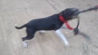 Treason Lukain Bred Cant Get No Better Than This Definitely Roccykennelstruegamedogs Bred