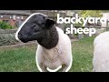 SHEEP IN THE BACKYARD?! Here's how to do it