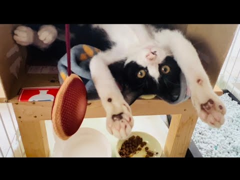 臆病なハチワレ野良子猫をリビングデビューさせて慣れさせる特訓。