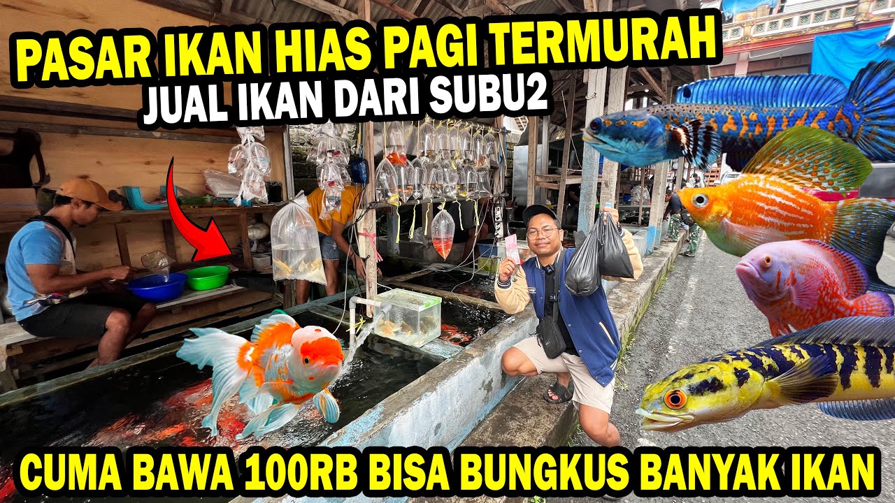 GREBEK PASAR IKAN PAGI HARI? MODAL 100 RIBU BISA DAPAT BANYAK IKAN HIAS DAN CHANNA APA?