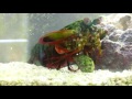 Beginning of video