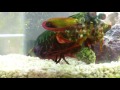 Middle of video