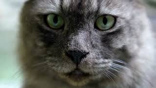 Cats 101 basic cat training tips