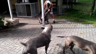 My xxl pitbulls all playing together no fight 18+