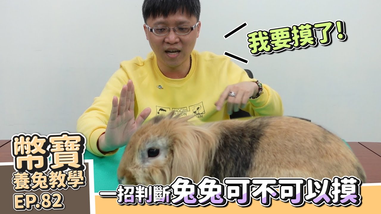 1招判斷 兔兔可不可以摸 | 幣寶養兔教學系列 EP 82｜ChamKnows【冠軍知道】#幣寶 #摸兔兔