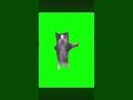 ネコミーム2