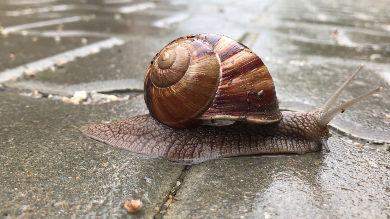 Snail with Gastropod shell