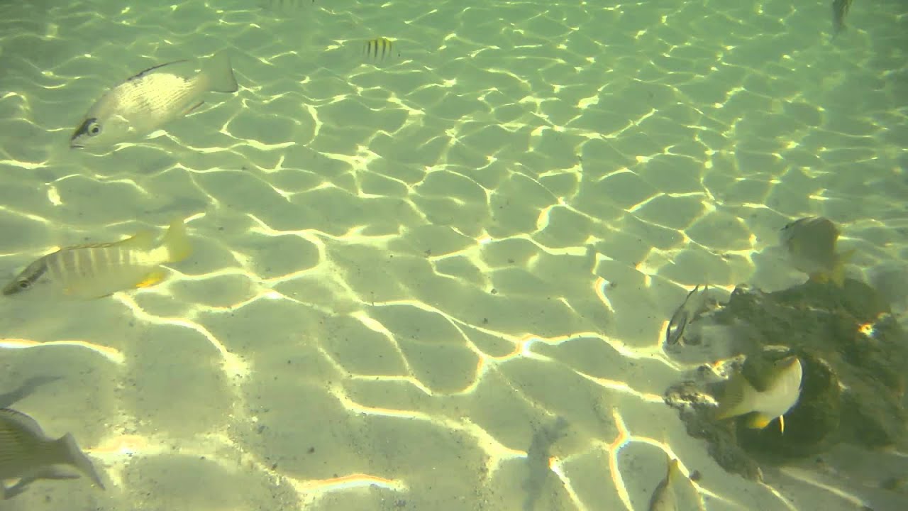 Canon PowerShot D20 Underwater YouTube