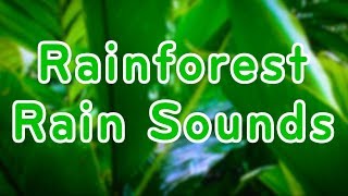 Rainforest Rain Sounds for Relaxation | Sleep or Study | 10 Hours White Noise
